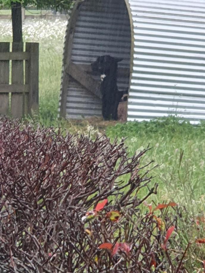 The Red Shed Guest house Matamata