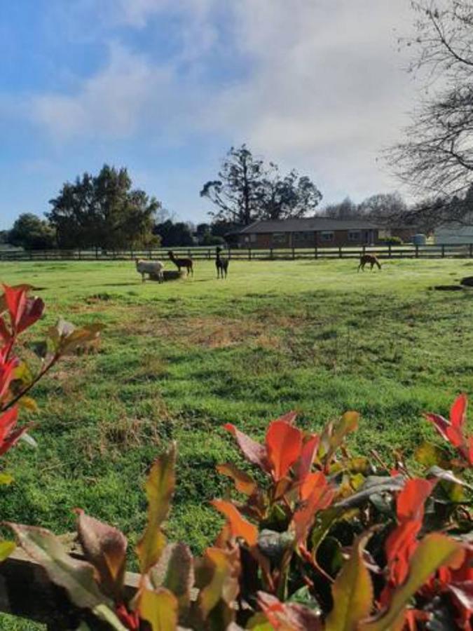 The Red Shed Guest house Matamata